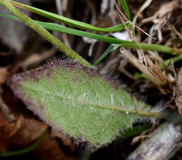 curioso di conoscere il suo nome: Hieracium sp.