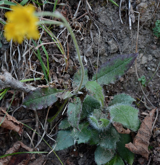 curioso di conoscere il suo nome: Hieracium sp.