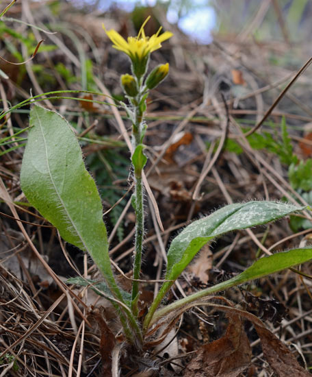 curioso di conoscere il suo nome: Hieracium sp.