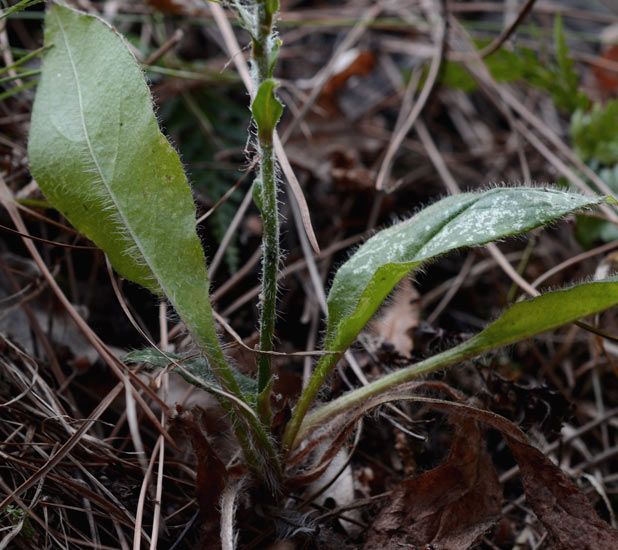 curioso di conoscere il suo nome: Hieracium sp.