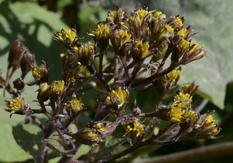 Roldana petasitis (=Senecio petasitis)  /  Senecione messicano