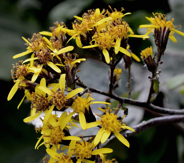 Roldana petasitis (=Senecio petasitis)  /  Senecione messicano