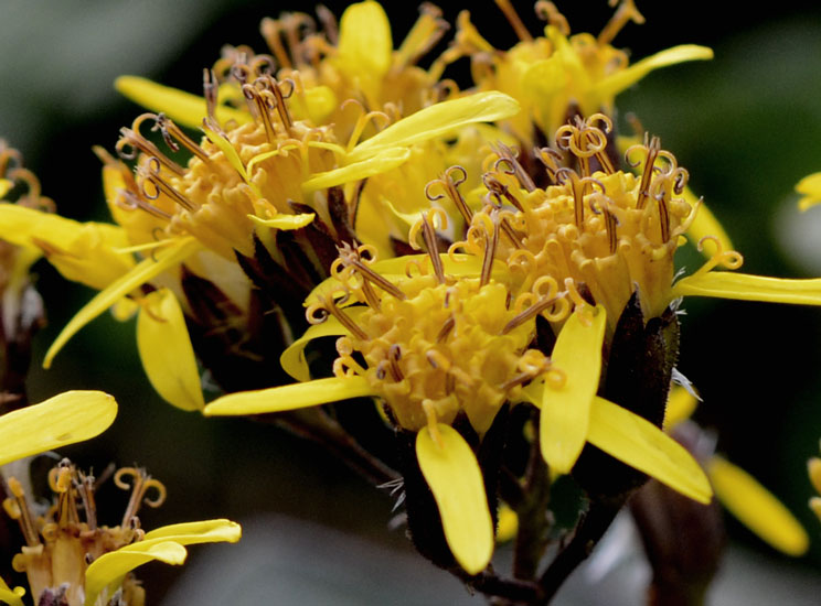 Roldana petasitis (=Senecio petasitis)  /  Senecione messicano