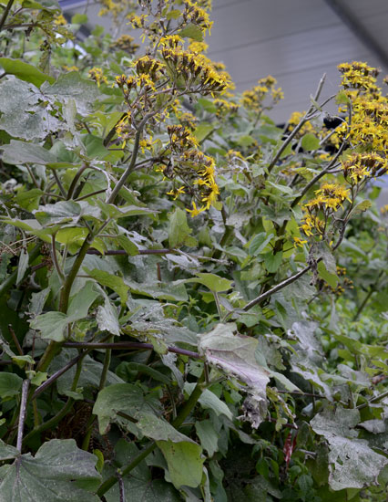 Roldana petasitis (=Senecio petasitis)  /  Senecione messicano