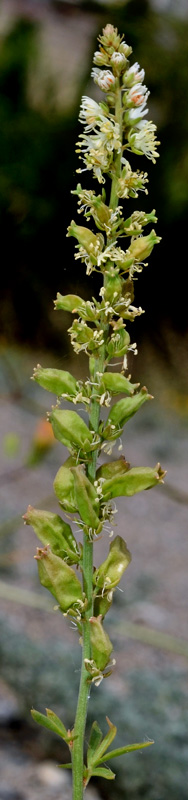 Reseda alba / Reseda bianca