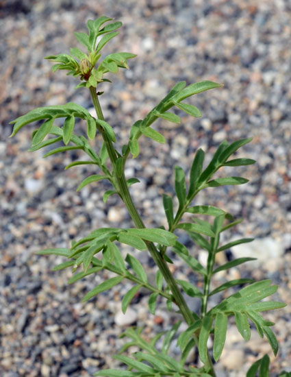 Reseda alba / Reseda bianca