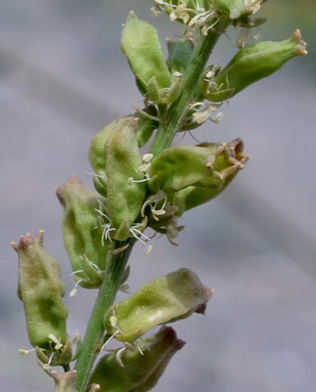 Reseda alba / Reseda bianca