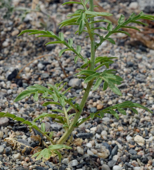 Reseda alba / Reseda bianca