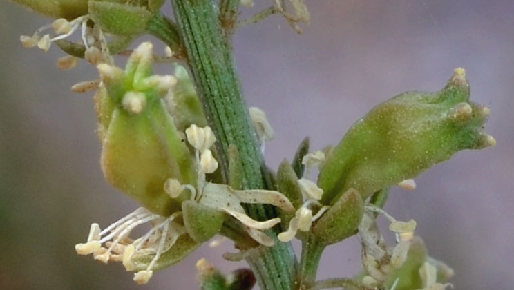 Reseda alba / Reseda bianca