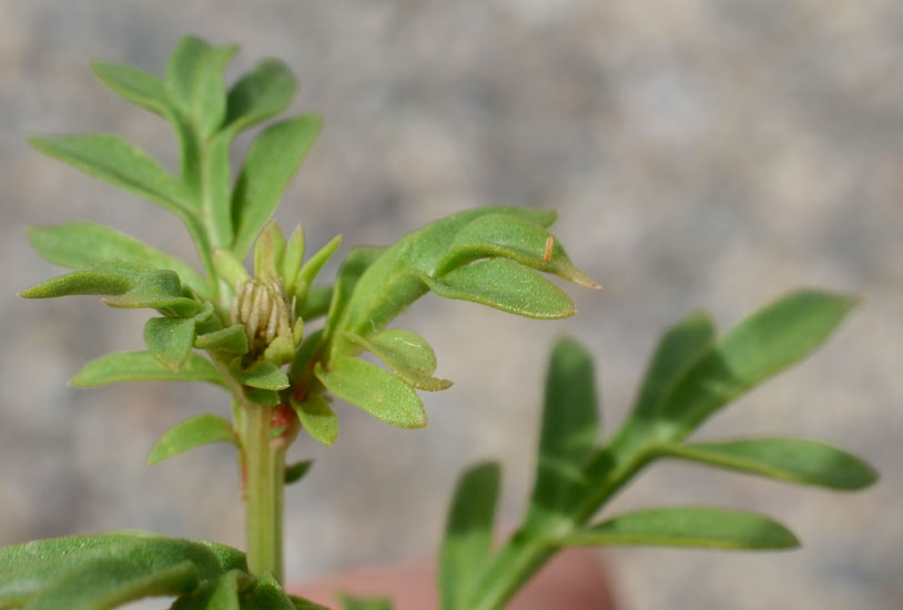 Reseda alba / Reseda bianca