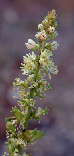 Reseda alba / Reseda bianca