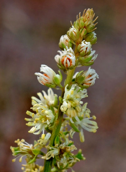 Reseda alba / Reseda bianca