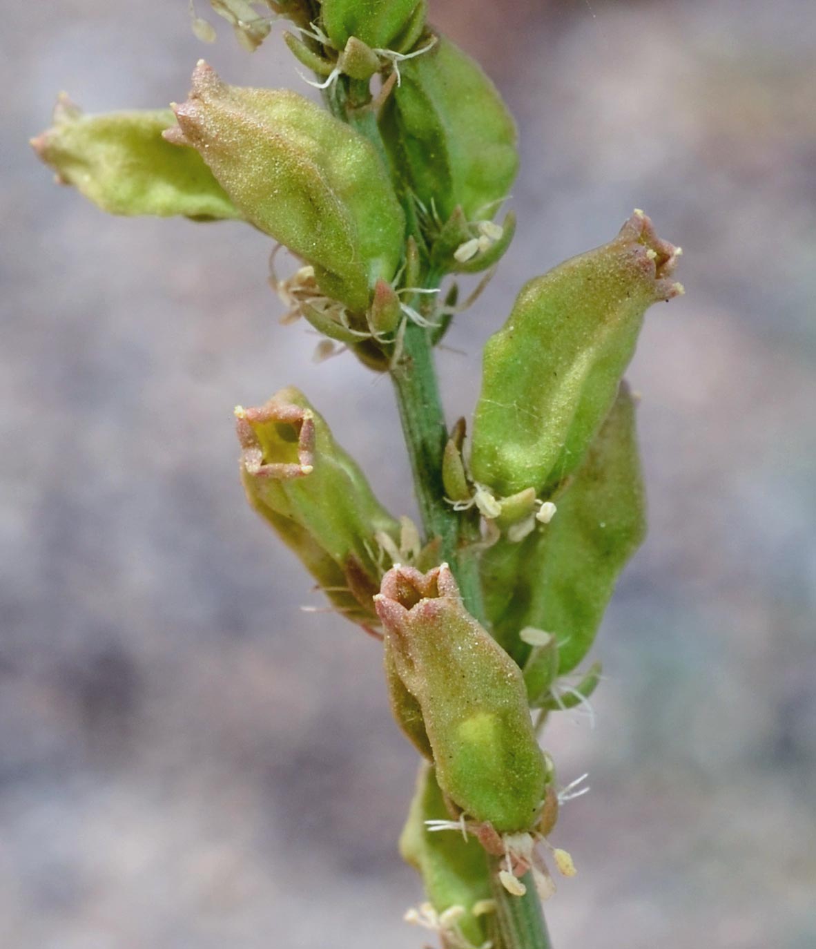 Reseda alba / Reseda bianca