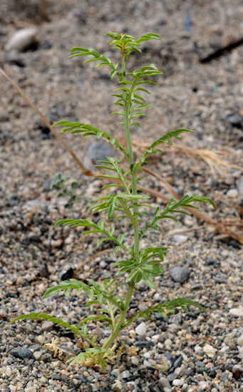 Reseda alba / Reseda bianca