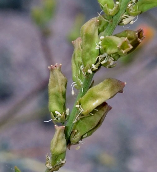 Reseda alba / Reseda bianca