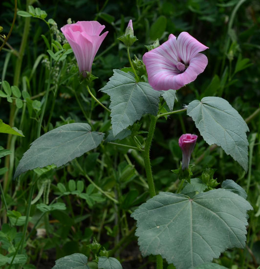 Malva trimestris / Malva reale