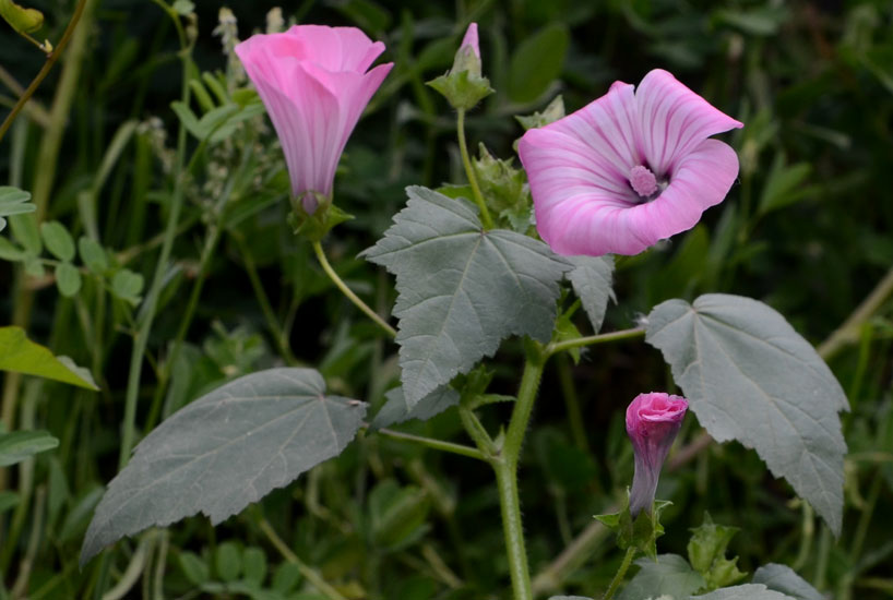 Malva trimestris / Malva reale