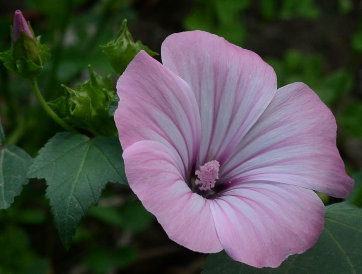 Malva trimestris / Malva reale