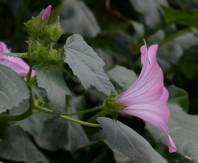 Malva trimestris / Malva reale