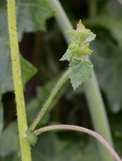 Malva trimestris / Malva reale