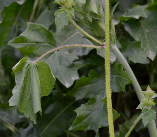 Malva trimestris / Malva reale