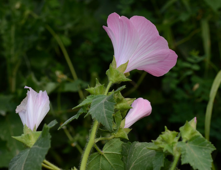 Malva trimestris / Malva reale