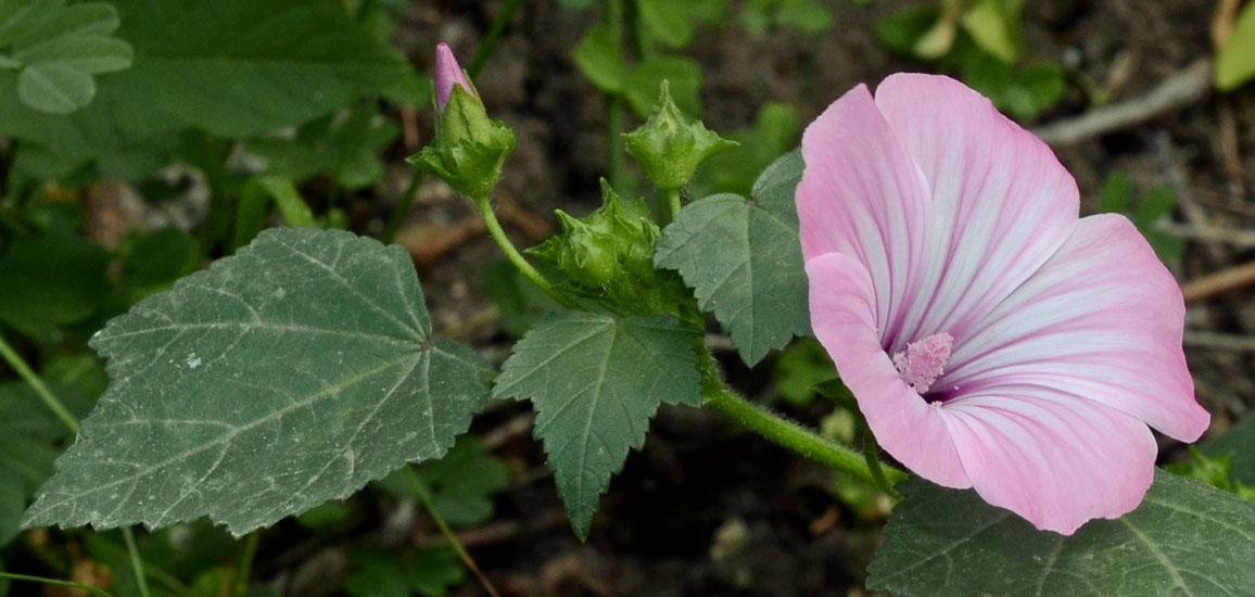 Malva trimestris / Malva reale