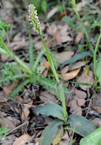 Neotinea maculata