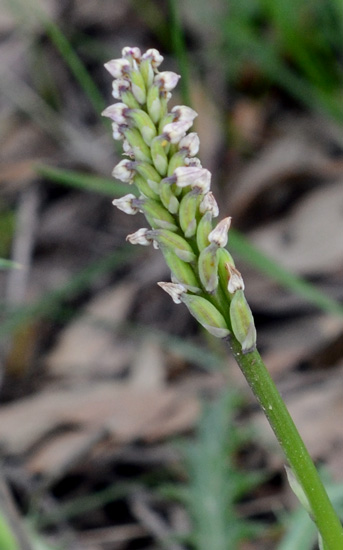 Neotinea maculata