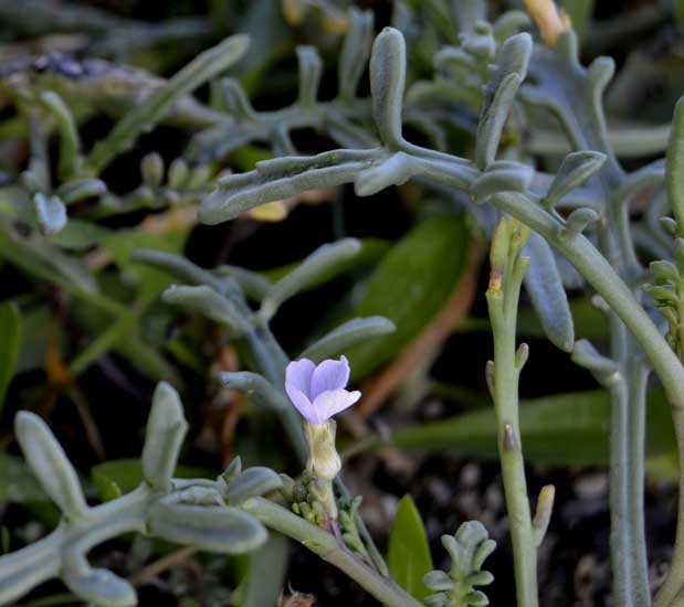 Cakile maritima (Brassicaceae)