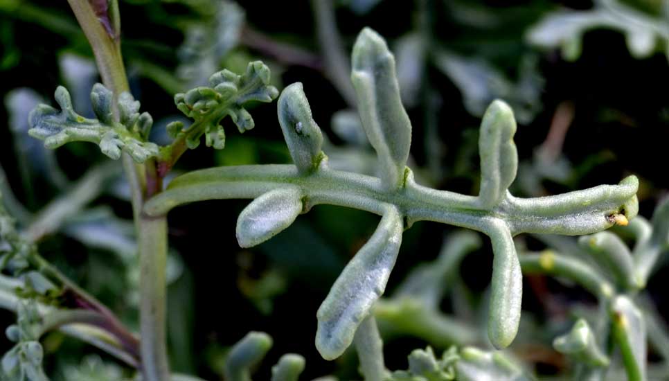 Cakile maritima (Brassicaceae)