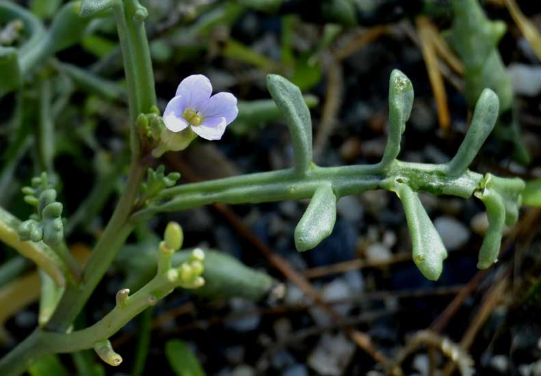 Cakile maritima (Brassicaceae)