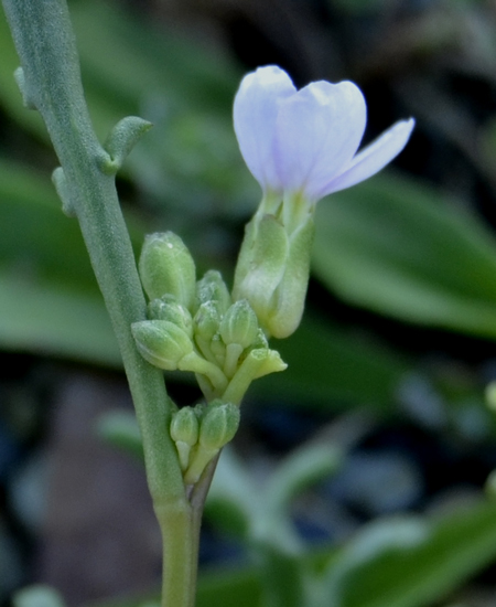 Cakile maritima (Brassicaceae)