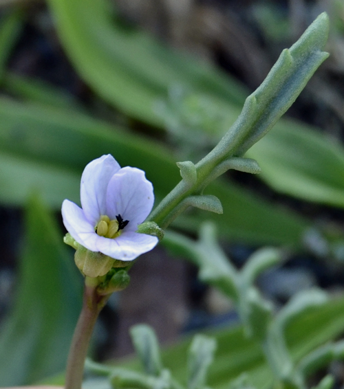 Cakile maritima (Brassicaceae)