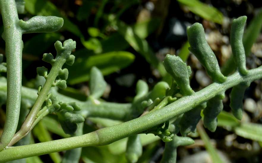 Cakile maritima (Brassicaceae)