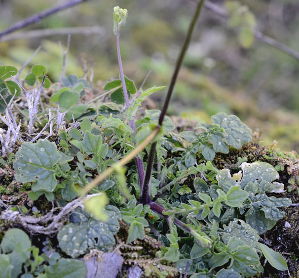 Brassica tournefortii / Cavolo di Tournefort