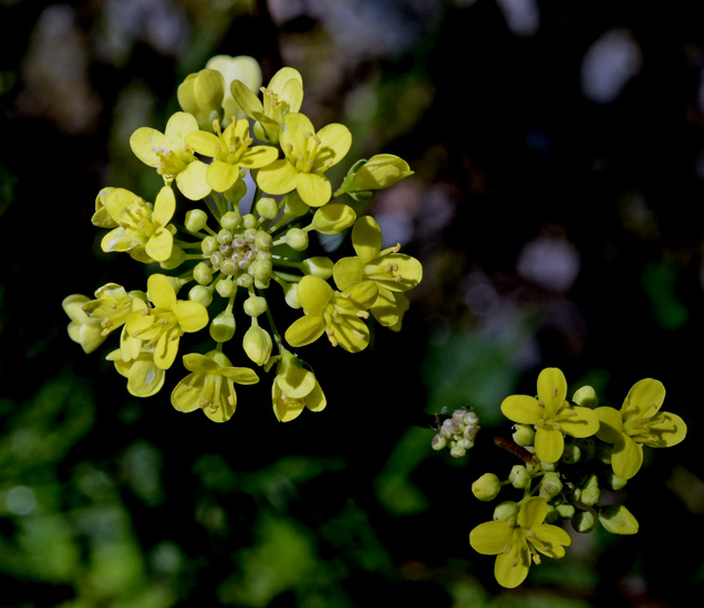 Brassica tournefortii / Cavolo di Tournefort