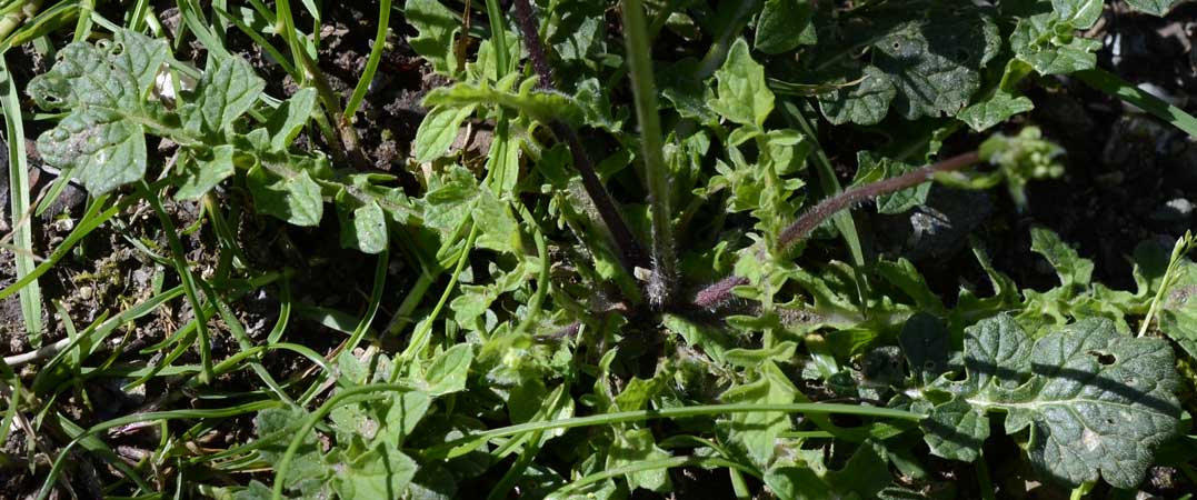 Brassica tournefortii / Cavolo di Tournefort