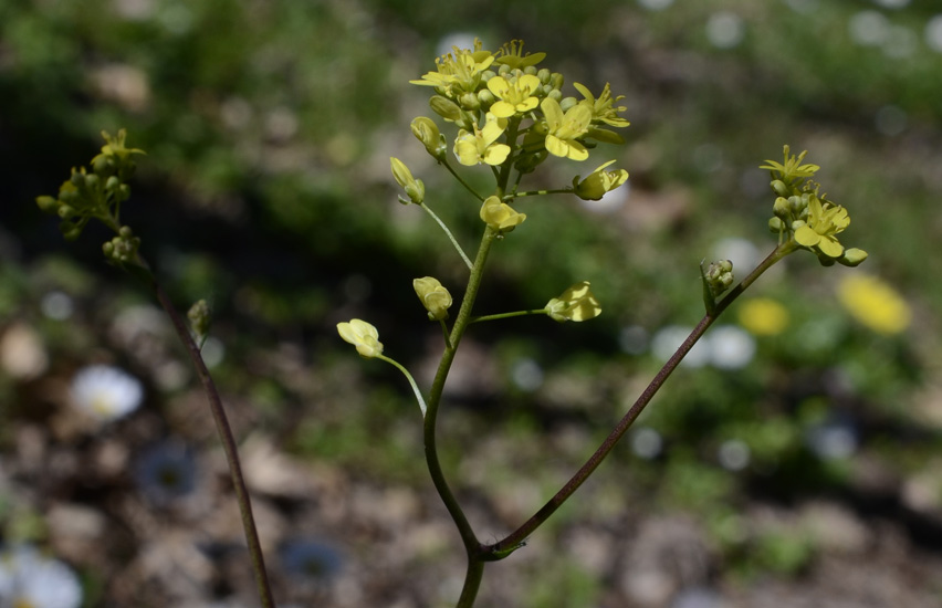 Brassica tournefortii / Cavolo di Tournefort