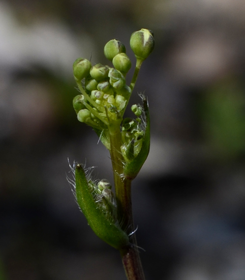 Brassica tournefortii / Cavolo di Tournefort