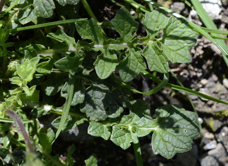 Brassica tournefortii / Cavolo di Tournefort