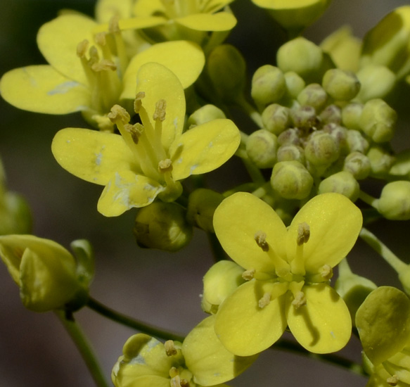 Brassica tournefortii / Cavolo di Tournefort