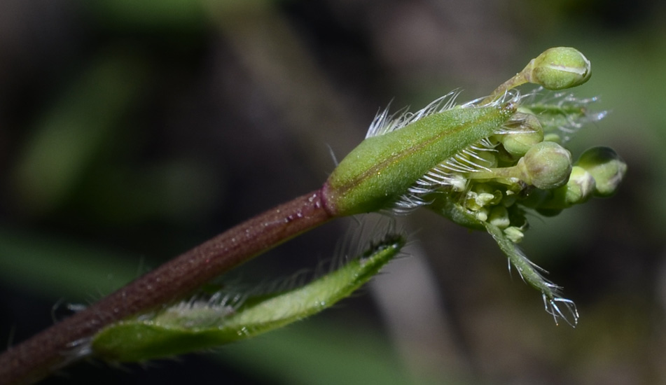 Brassica tournefortii / Cavolo di Tournefort