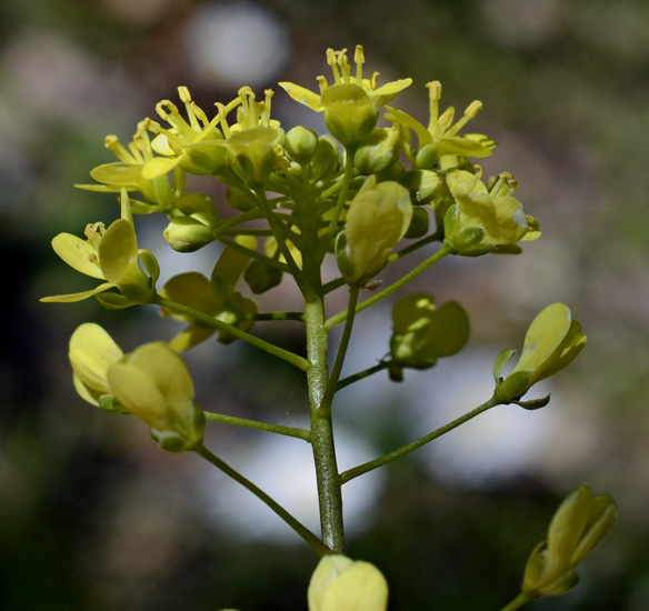 Brassica tournefortii / Cavolo di Tournefort