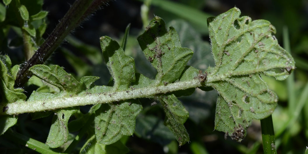 Brassica tournefortii / Cavolo di Tournefort