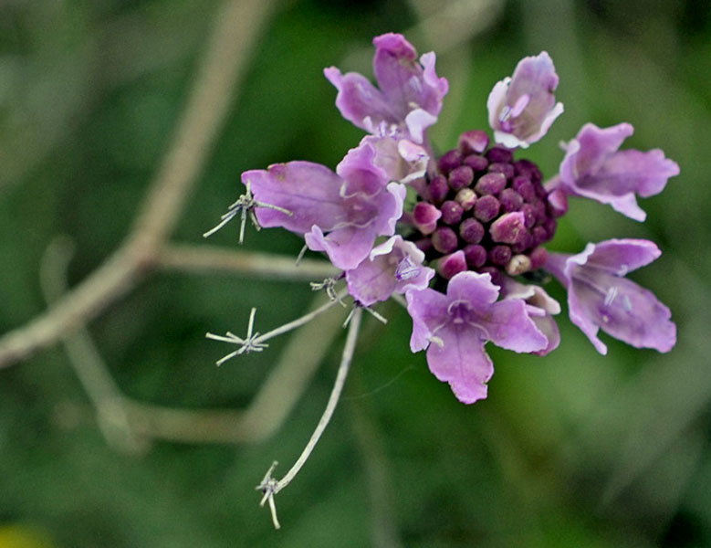 poche foto: cfr. Knautia integrifolia