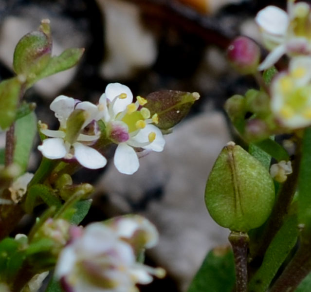 Lobularia libyca / Filigrana libica