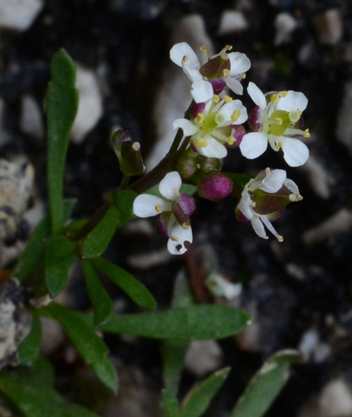 Lobularia libyca / Filigrana libica