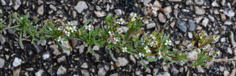 Lobularia libyca / Filigrana libica