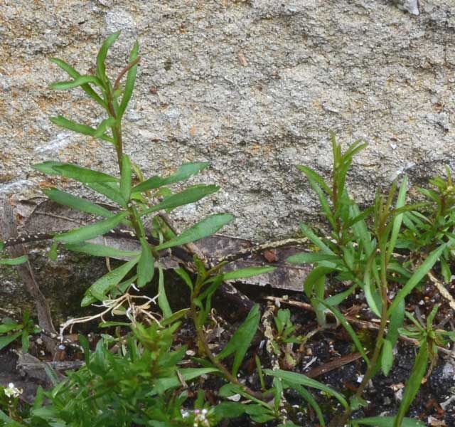 Lobularia libyca / Filigrana libica